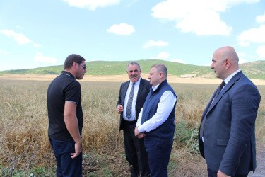 Oğuzda taxıl biçini uğurla davam edir