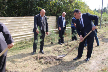 Dövlət Suverenliyi Günü münasibətilə ağacəkmə aksiyası keçirilib
