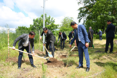 28 May-Müstəqillik Günü münasibətilə ağacəkmə aksiyası keçirildi