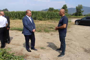 Oğuzda çiyələk istehsalının genişləndirilməsi yeni məşğulluq imkanları yaradacaq