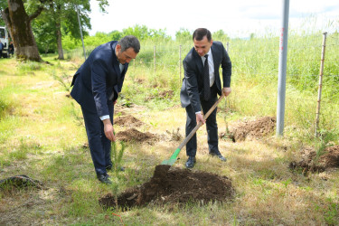 28 May-Müstəqillik Günü münasibətilə ağacəkmə aksiyası keçirildi