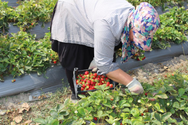 Oğuzda çiyələk istehsalının genişləndirilməsi yeni məşğulluq imkanları yaradacaq