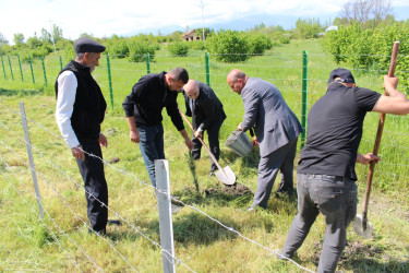 Oğuzda Ümummilli Lider Heydər Əliyevin anadan olmasının 103-cü ildönümü münasibətilə ağacəkmə aksiyası keçirilib