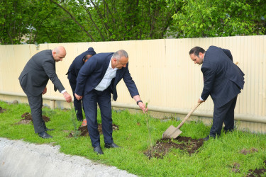 Oğuzda “Şəhərsalma və Memarlıq ili” çərçivəsində növbəti ağacəkmə aksiyası keçirilib