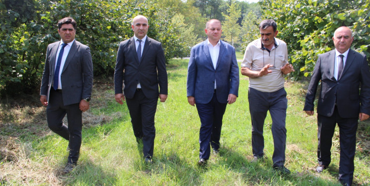 Oğuzda fındıq yığımının gedişi ilə bağlı təsərrüfata baxış keçirilib