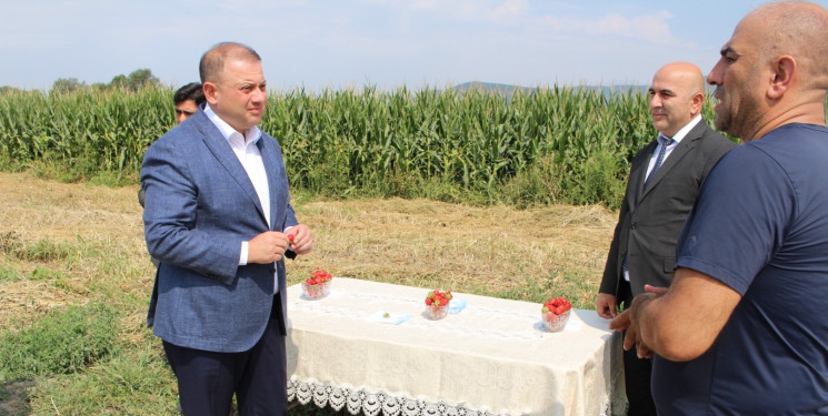 Oğuzda çiyələk istehsalının genişləndirilməsi yeni məşğulluq imkanları yaradacaq